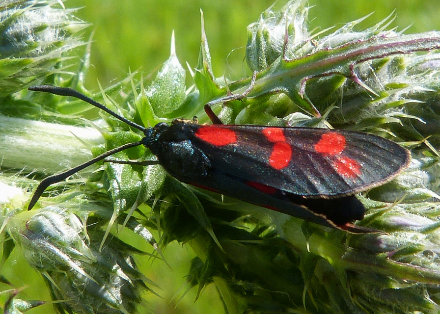 Zygaena filipendulae - acélszínű csüngőlepke