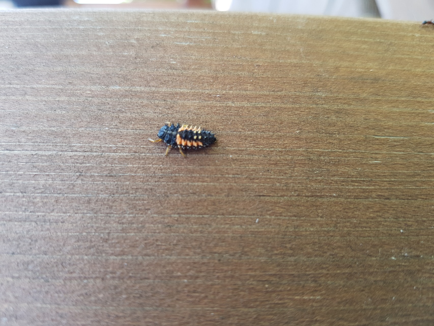 Harmonia axyridis - harlekinkatica