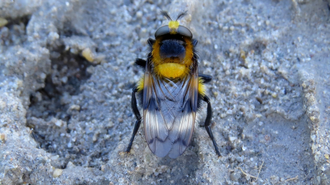 Volucella bombylans - bundás pihelégy