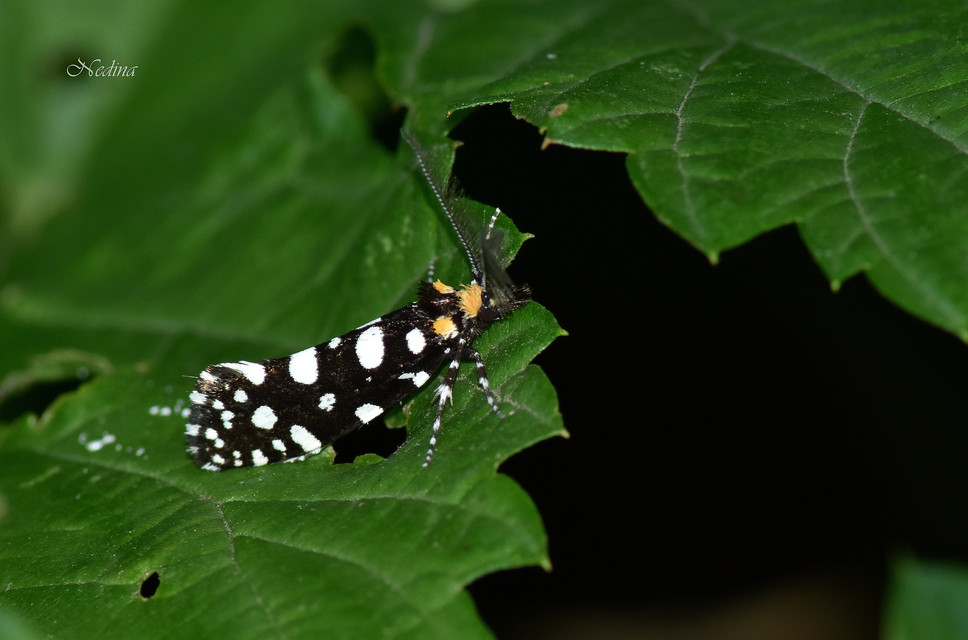 Euplocamus anthracinalis - fésűscsápú korhadékmoly
