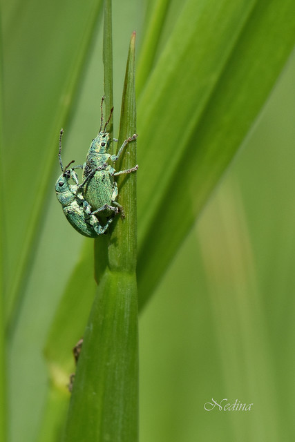 Phyllobius thalassinus - tömpeorrú levélormányos