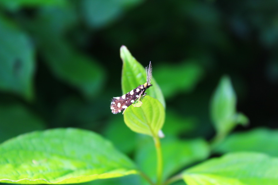 Euplocamus anthracinalis - fésűscsápú korhadékmoly