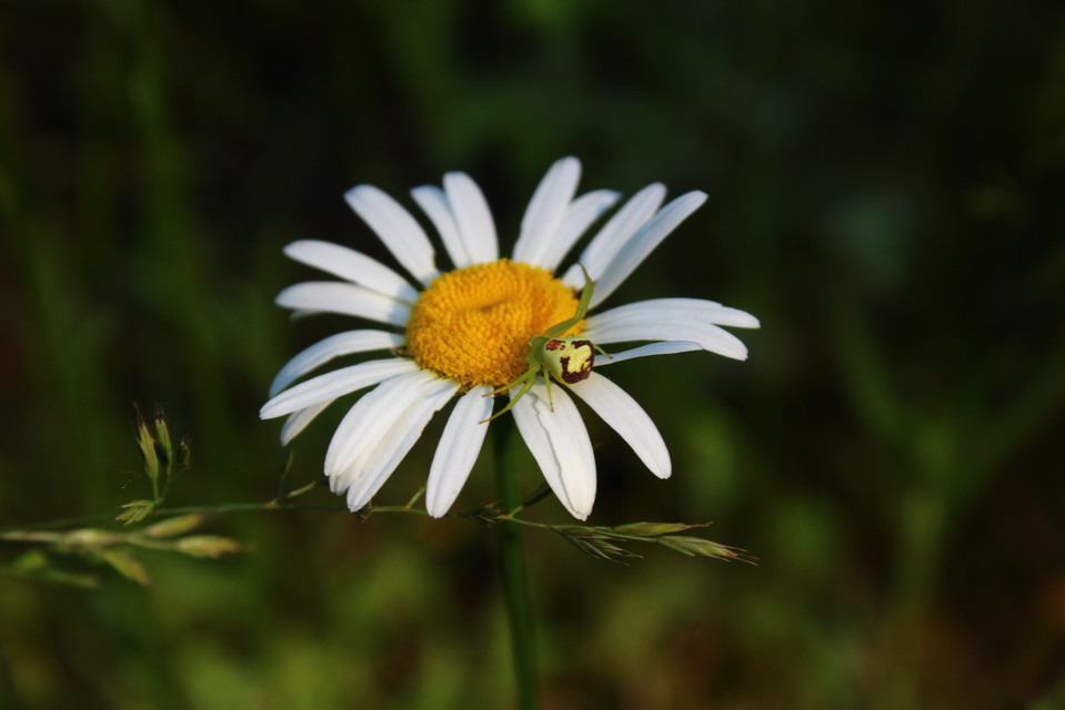 Ebrechtella tricuspidata - alakoskodó karolópók