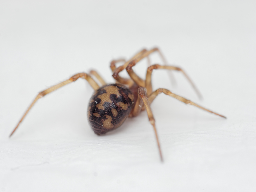 Steatoda triangulosa - háromszöges faggyúpók