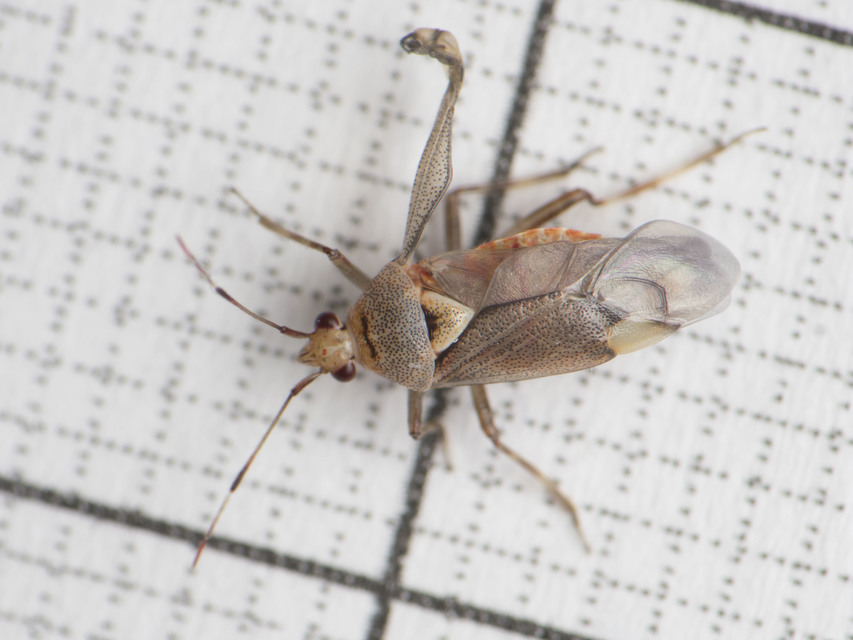 Deraeocoris flavilinea