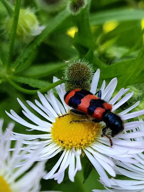 Trichodes apiarius - szalagos méhészbogár