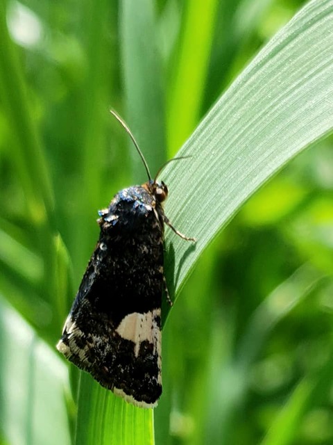 Tyta luctuosa - fekete nappalibagoly
