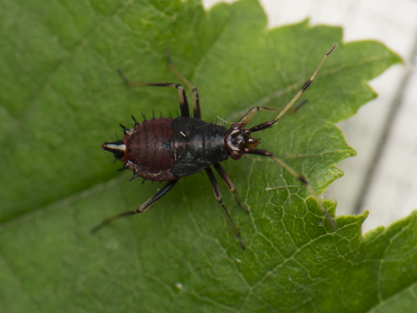Deraeocoris ruber - vöröses mezeipoloska