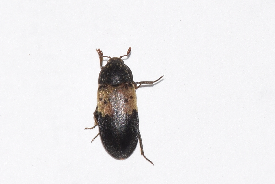 Dermestes lardarius - szalonnaporva Dermestes lardarius - szalonnaporva