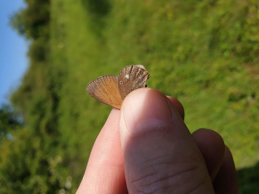 Coenonympha glycerion - közönséges szénalepke