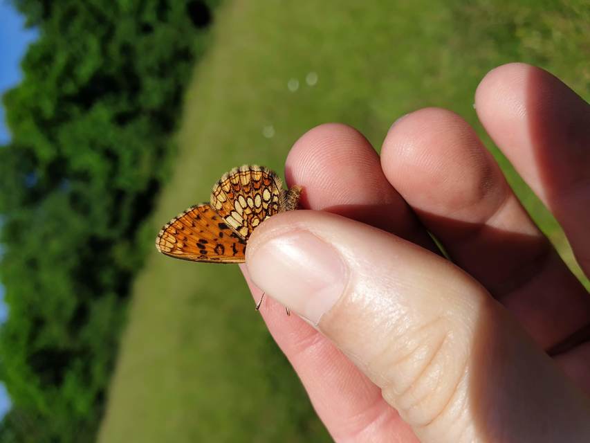 Melitaea athalia - közönséges tarkalepke