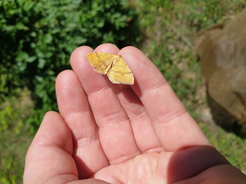 Camptogramma bilineata - kétvonalas sávosaraszoló