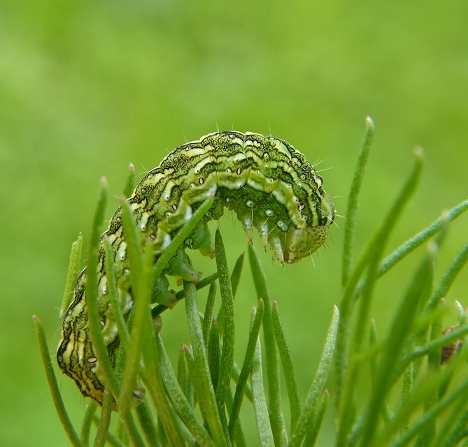 Cucullia chamomillae - székfű-csuklyásbagoly