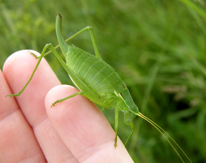 Isophya costata - magyar tarsza