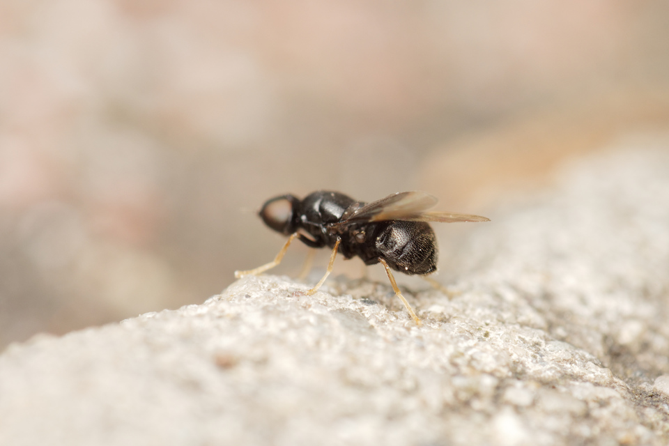 Pachygaster