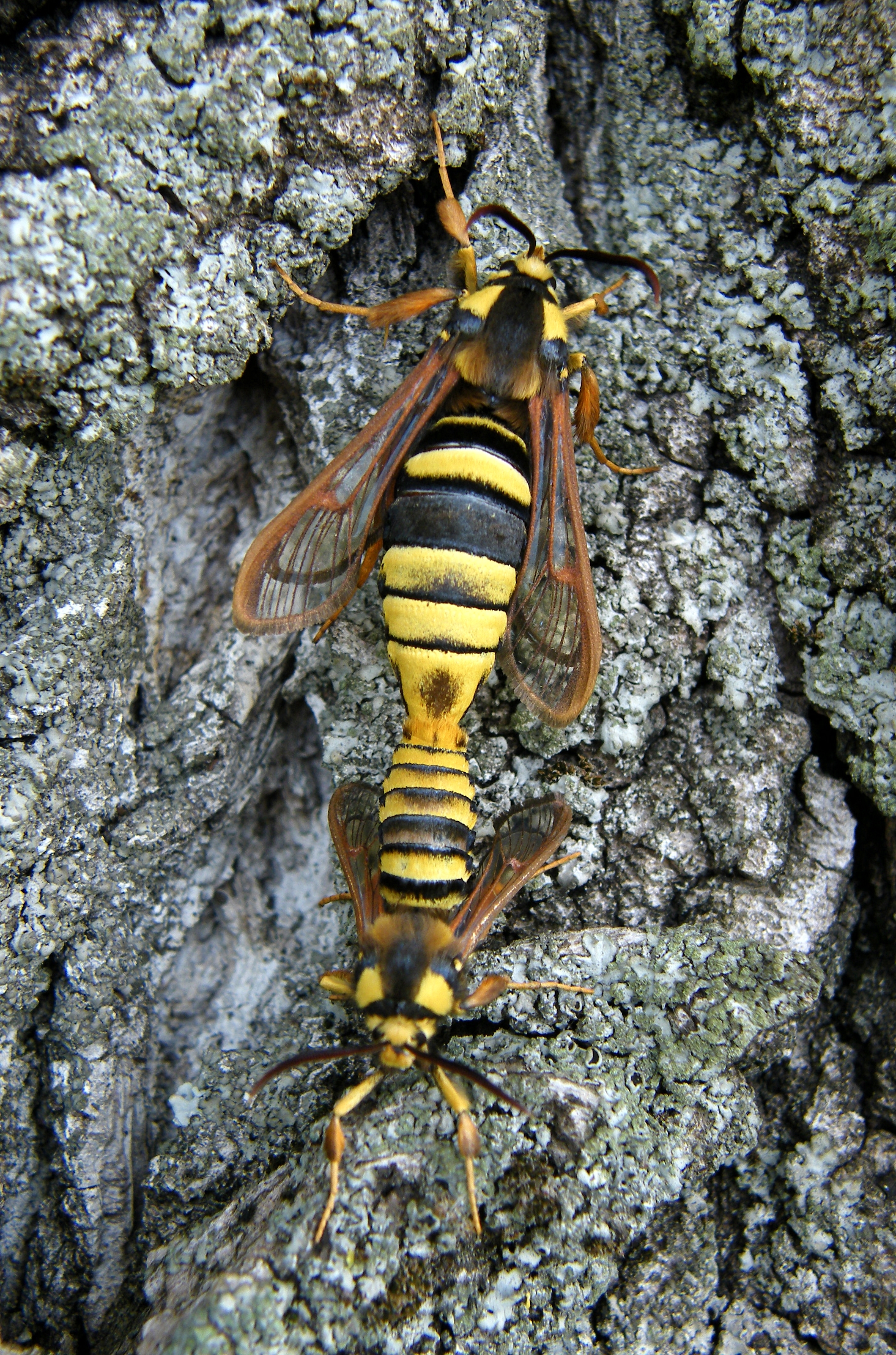 Sesia apiformis - darázslepke