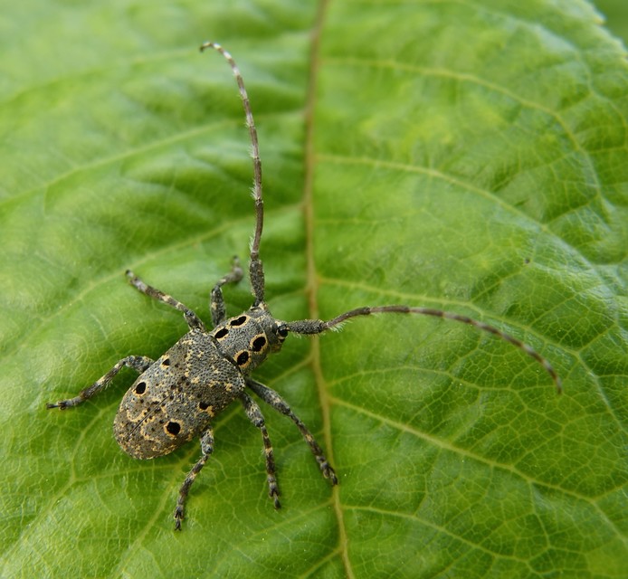 Mesosa curculionoides - szemfoltos cincér