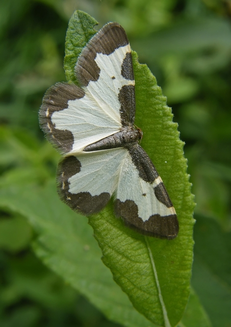 Lomaspilis marginata - szegélyes nyárfaaraszoló