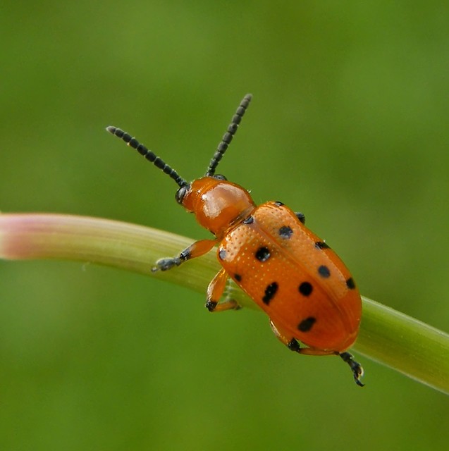 Crioceris duodecimpunctata - tizenkétpontos spárgabogár