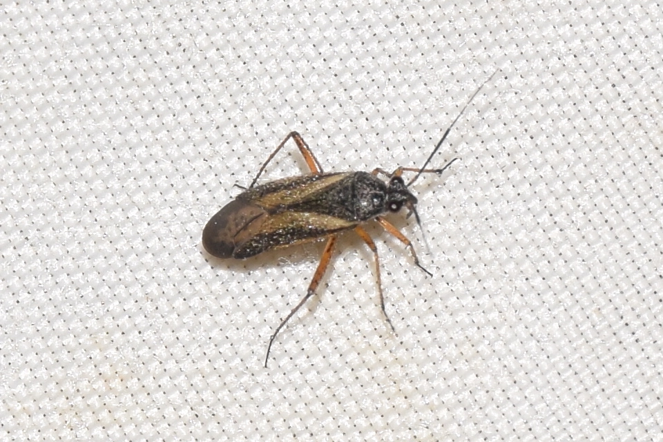 Orthocephalus vittipennis - hamvas ugrópoloska