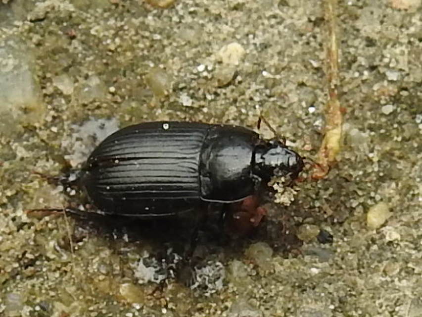 Harpalus serripes - fekete lomhafutó