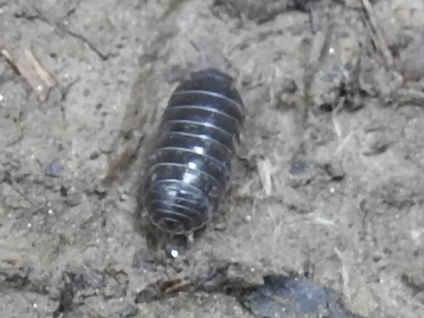 Armadillidium