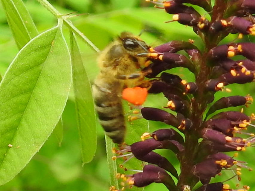 Apis mellifera - háziméh