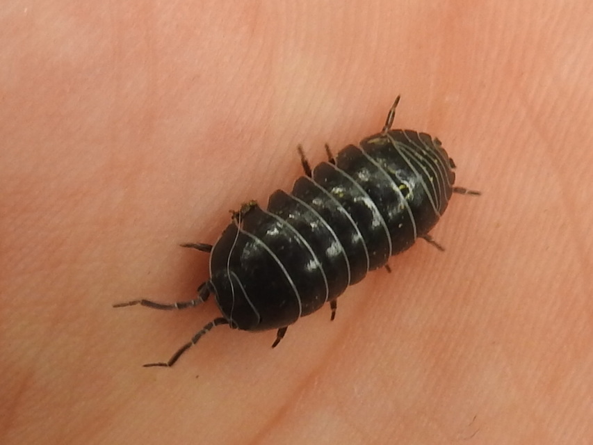 Armadillidium