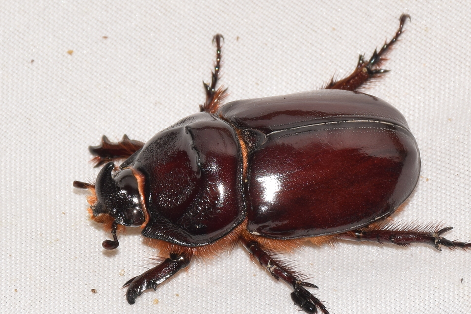 Oryctes nasicornis - orrszarvú bogár