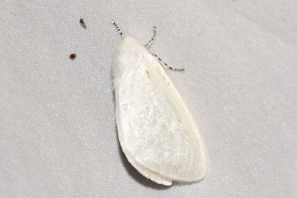 Leucoma salicis - fűzfaszövő