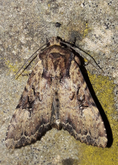 Apamea epomidion - vörösbarna dudvabagoly