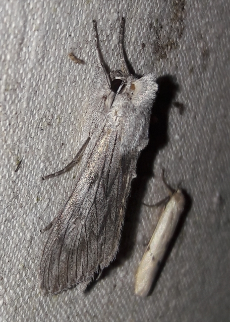 Cucullia lactucae - saláta-csuklyásbagoly