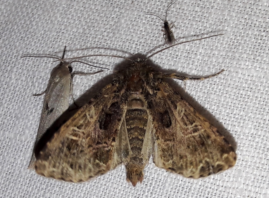 Sideridis rivularis - vörhenyes szegfűbagoly
