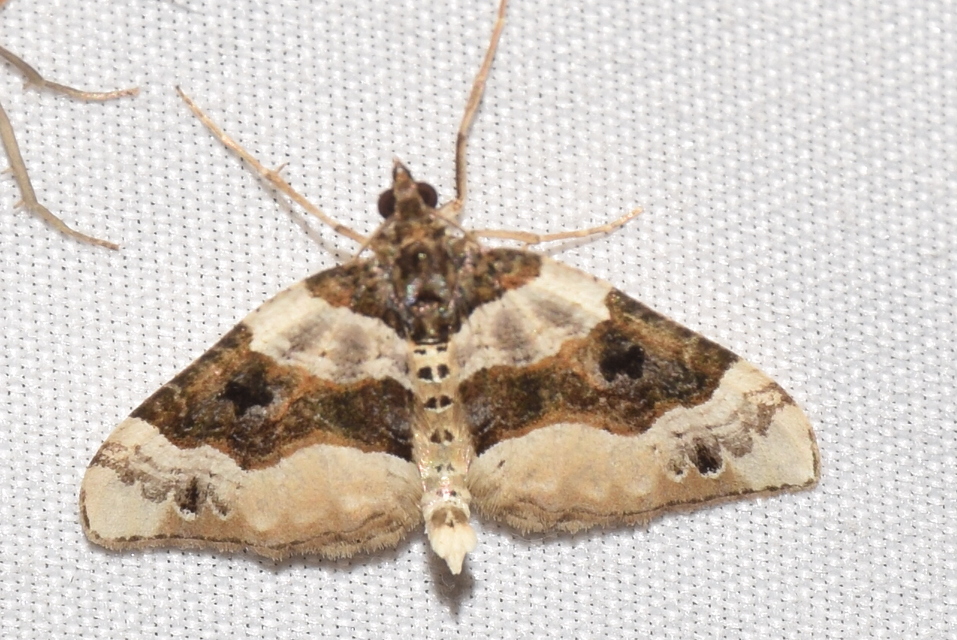 Cosmorhoe ocellata - szemes galajaraszoló