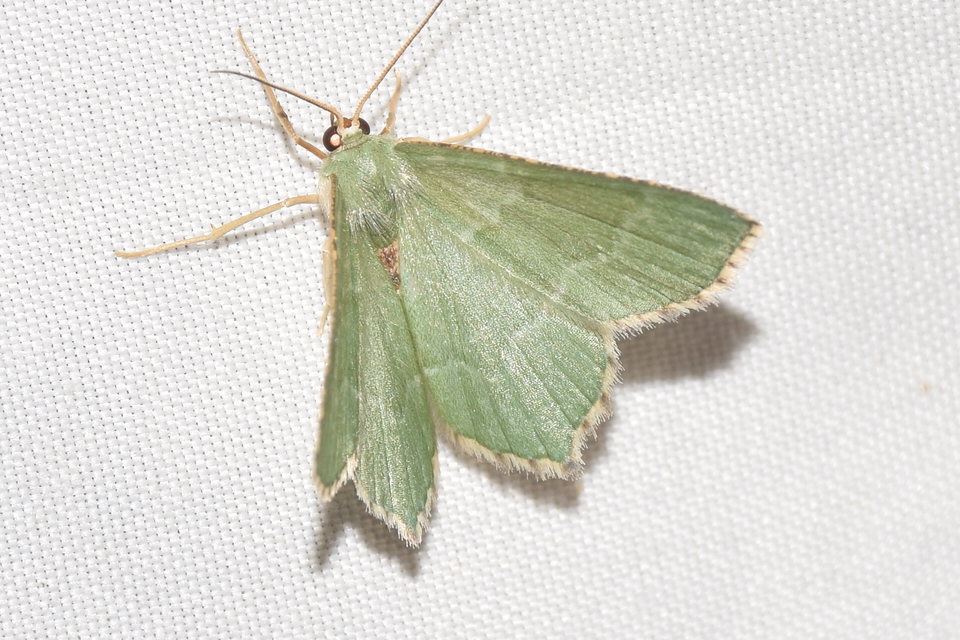 Hemithea aestivaria - nyír-zöldaraszoló