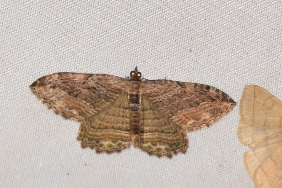 Philereme transversata - varjútövis-araszoló
