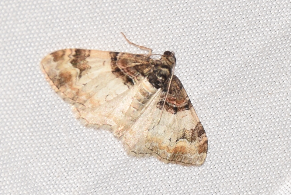 Catarhoe cuculata - csuklyás tarkaaraszoló