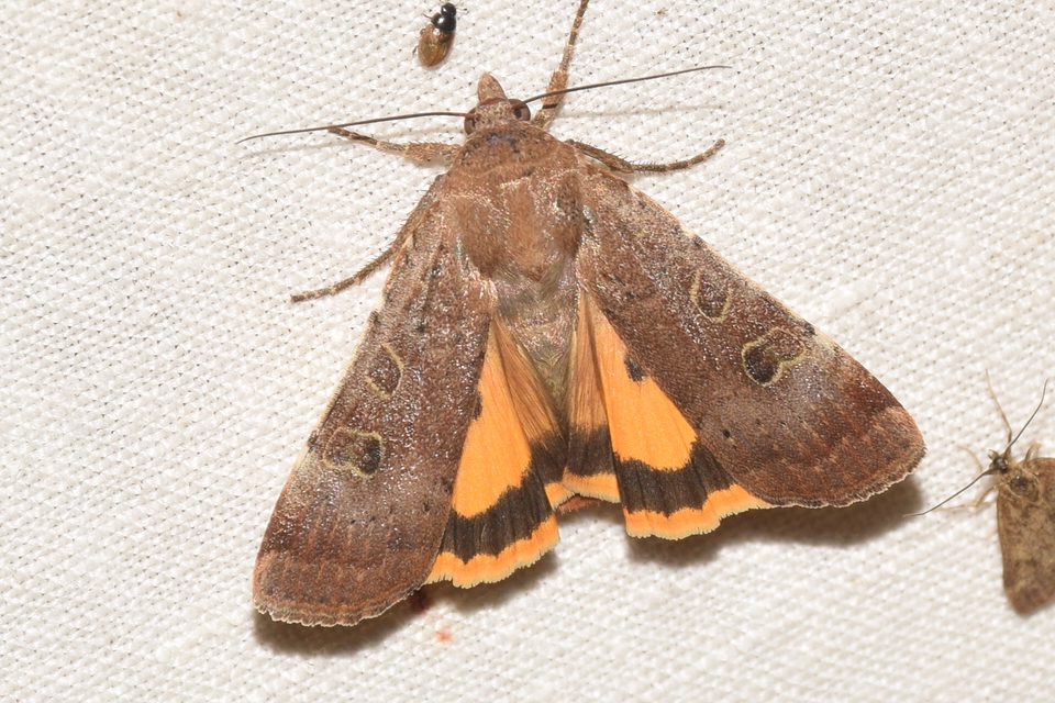 Noctua interposita - köztes sárgafűbagoly