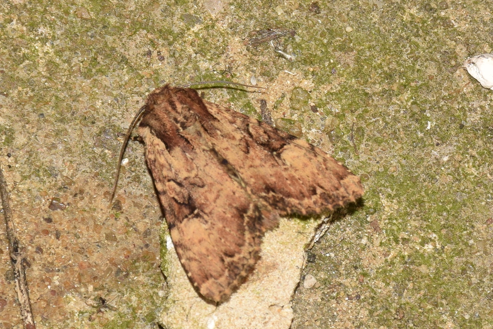 Apamea epomidion - vörösbarna dudvabagoly