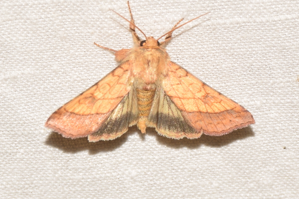 Pyrrhia umbra - iglicebagoly