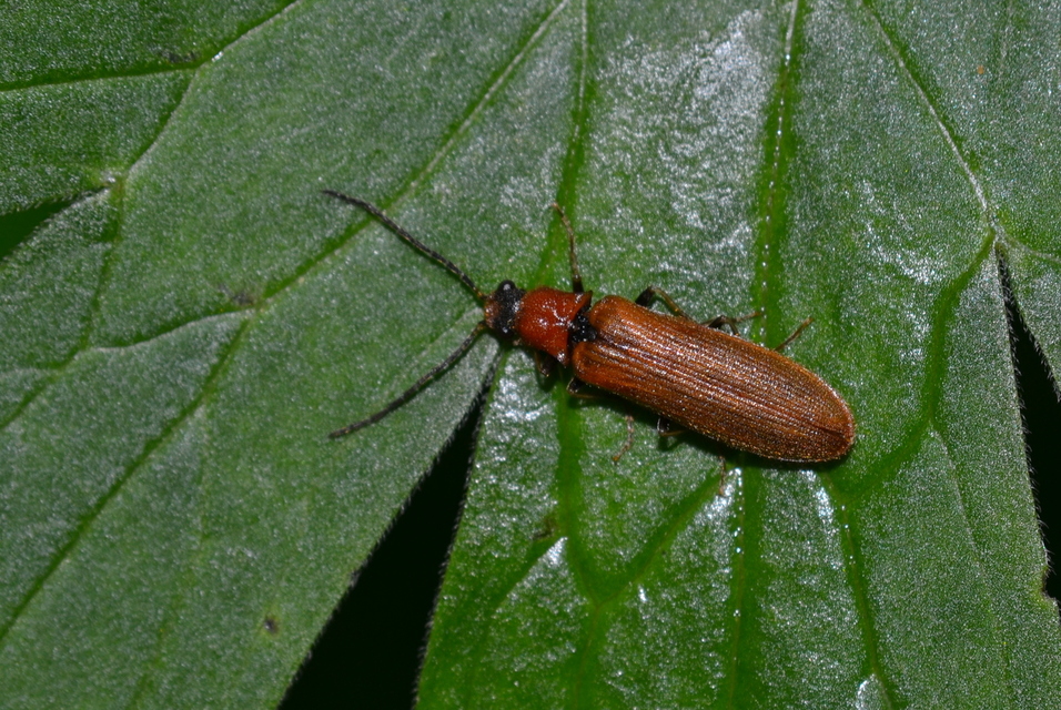 Denticollis linearis - dülledtszemű pattanó