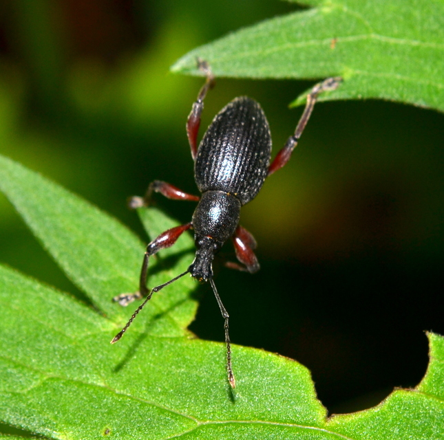 Otiorhynchus hungaricus - magyar gyalogormányos