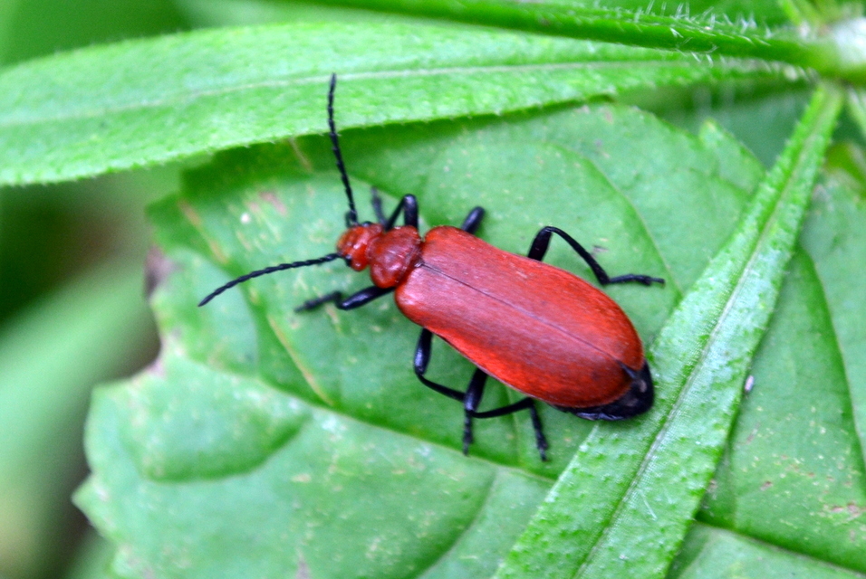 Pyrochroa serraticornis - közép-bíborbogár