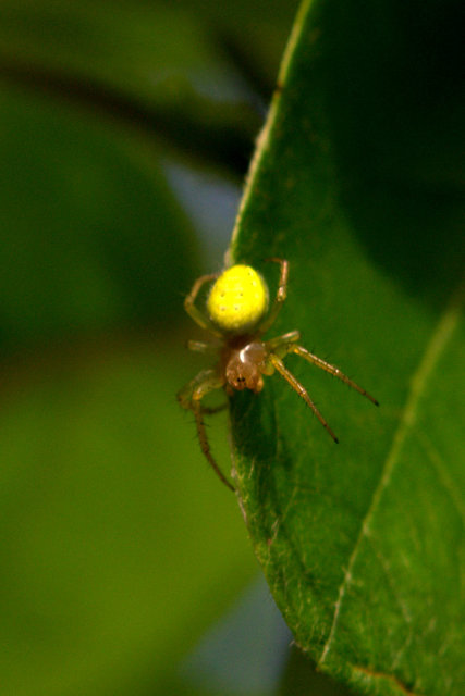 Araniella