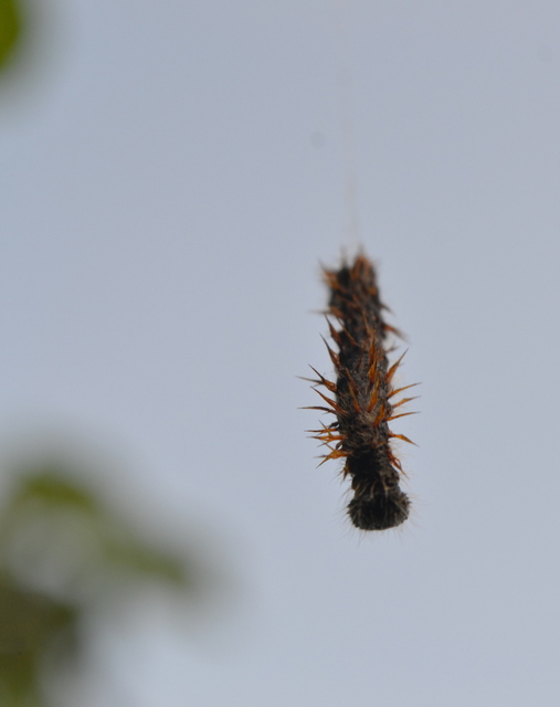 Nymphalis polychloros - nagy rókalepke