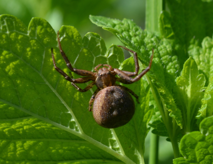 Xysticus kochi/cristatus