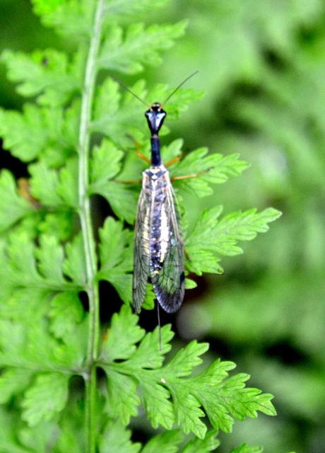 Raphidioptera - Tevenyakú-fátyolkák
