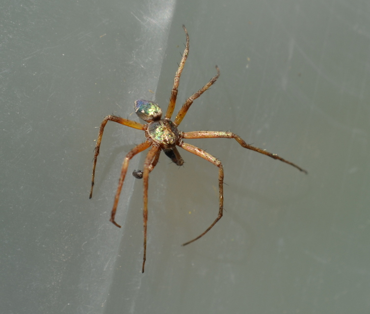 Philodromus aureolus - aranyos fürgekarolópók