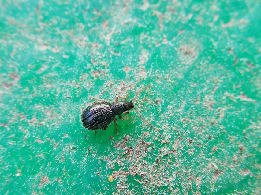 Argoptochus vindobonensis - bécskörnyéki árgusbarkó