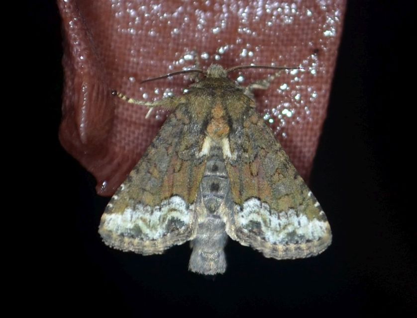 Oligia strigilis - kormos dudvabagoly